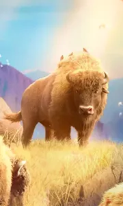 Buffalo Win